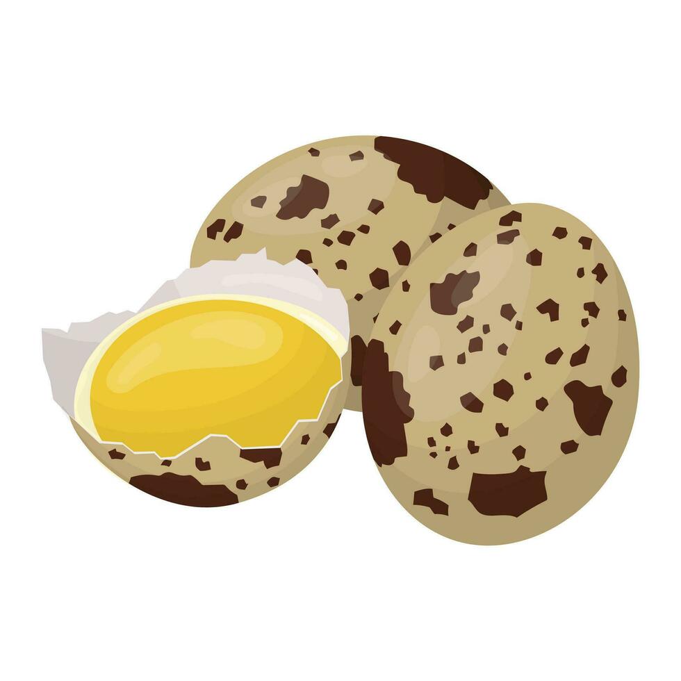 codorniz huevos. crudo huevos en un caparazón. vector ilustración.