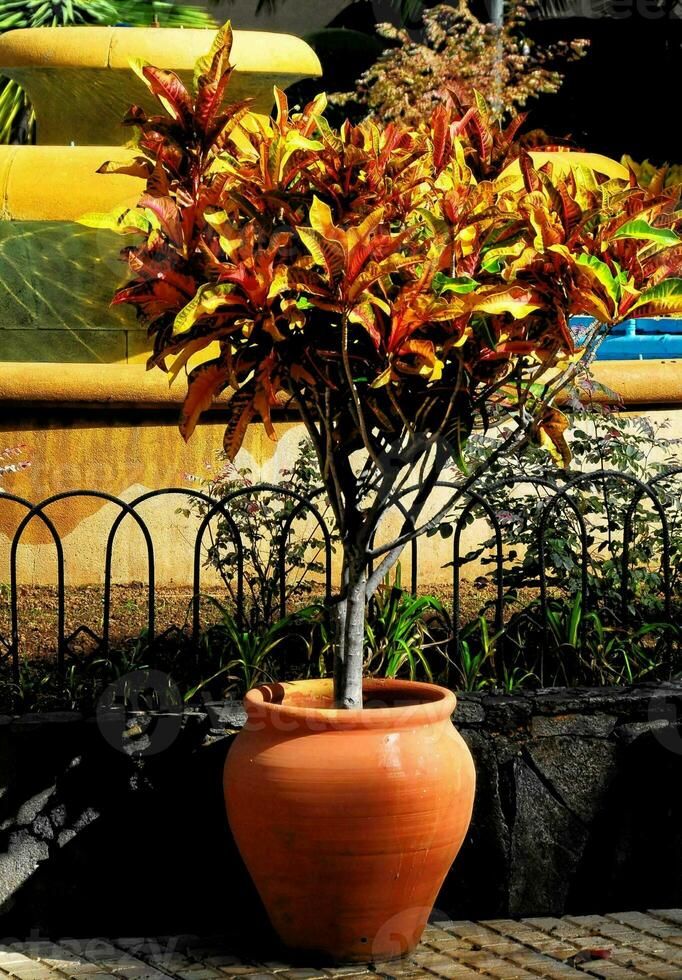 a potted plant with orange leaves in front of a fountain photo
