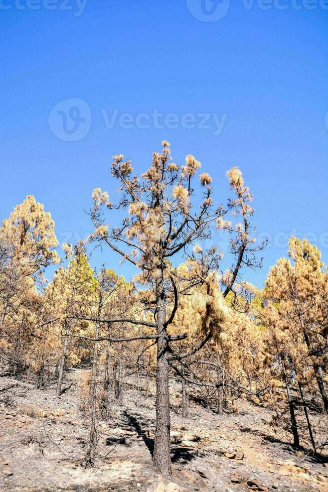 a burnt tree stands in the middle of a dry forest photo