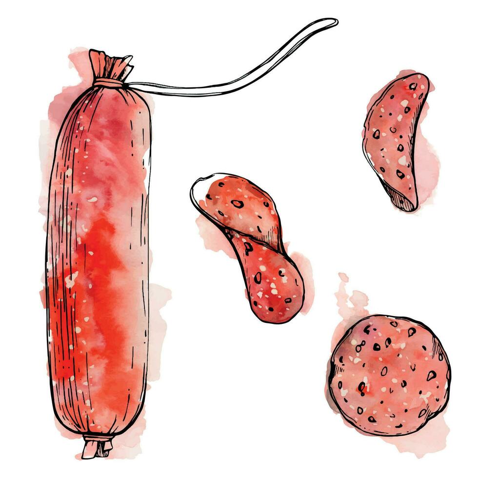 Hand drawn watercolor ink illustration. Pepperoni salami sausage stick and slices, pizza topping. Single object isolated on white. Design for restaurant, menu, cafe, food shop or package, flyer print. vector