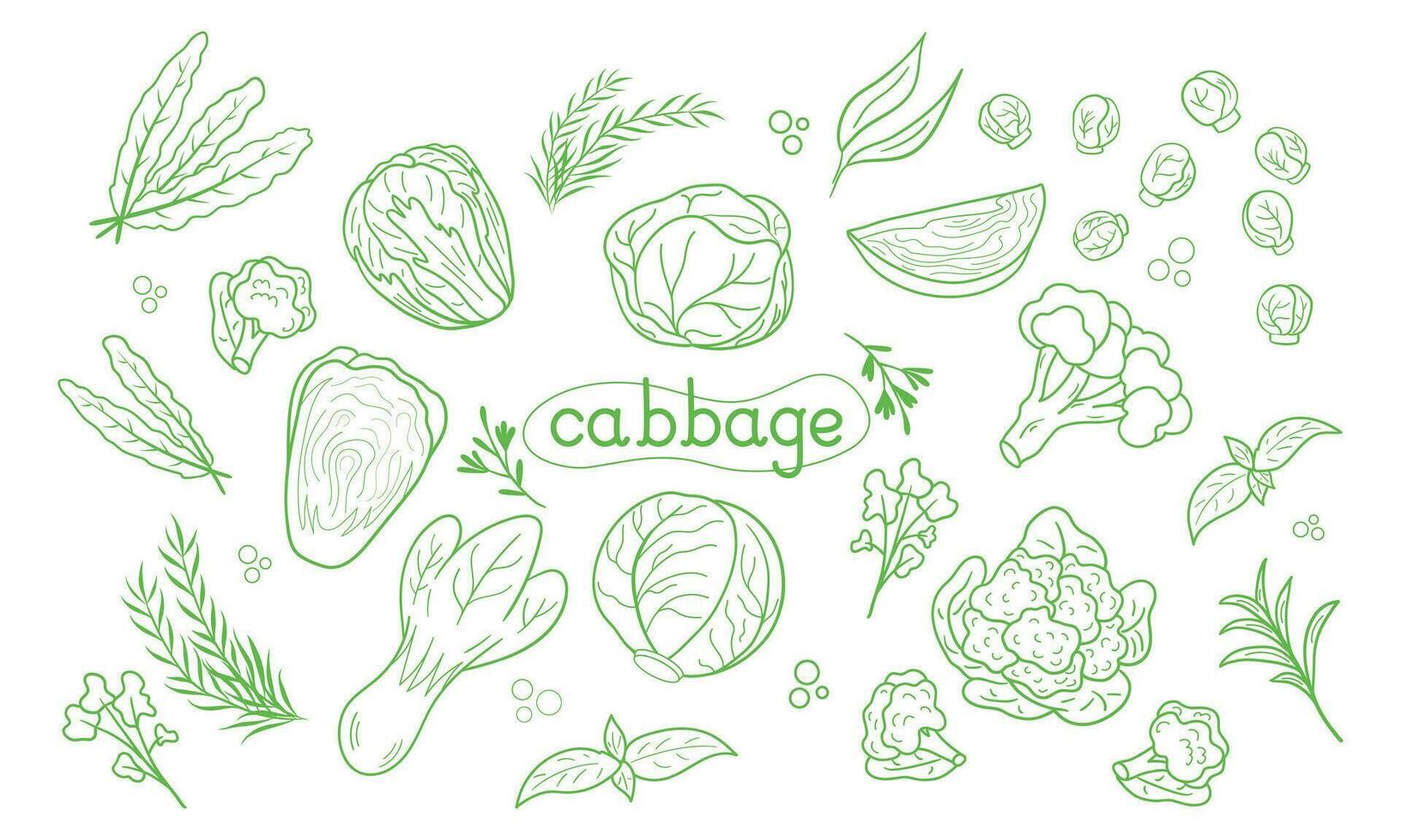 Line icon different Cabbage vector illustration. Design for kale day, healthy food, day, recipes. Colorful cartoon assorted cabbage for cover, print, book decoration, postcard, stickers, web element