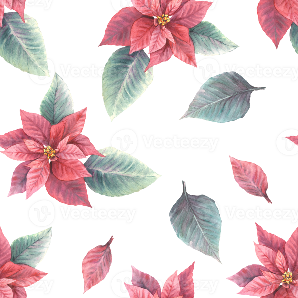 Watercolor painted illustration of red poinsettia, pulcherrima flowers, leaves seamless pattern. Traditional plant for Christmas or New Year decor, gift wrapping, cover art. png