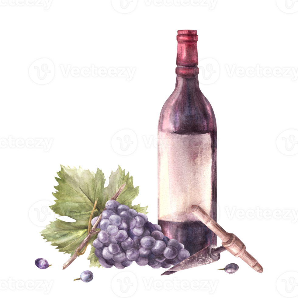 A bottle of red wine with bunch of grapes and grapevine, corkscrew. Watercolour hand draw illustration. Wine making printing of label, flyer, drink menu, wine list, sticker magnet png