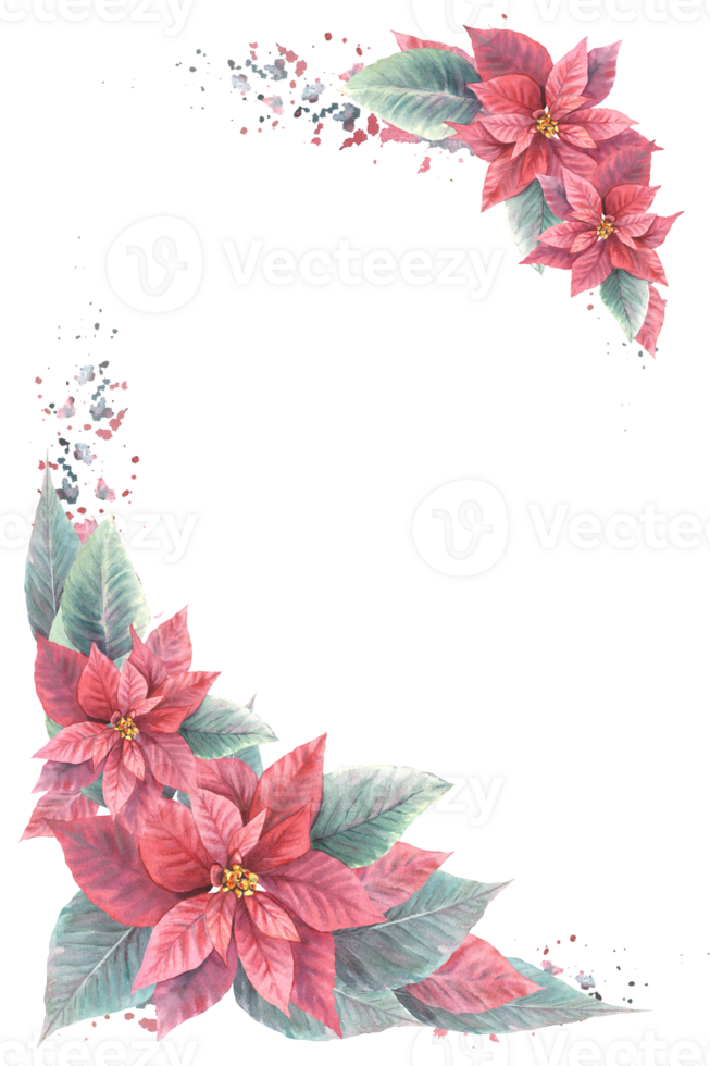Watercolor painted card of red Poinsettia, Pulcherrima flowers and leaves with splashes. Traditional plant for Christmas or New Year, winter, holiday celebrate print design. png