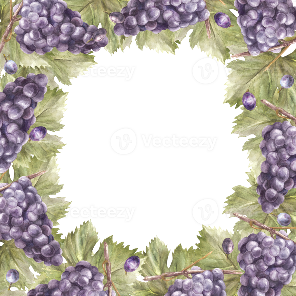 Watercolor square frame bunch of blue grapes, leaves and berry. Grapevine label hand painted illustration Design of card, wine list, invitation, restaurant, bar printing. png