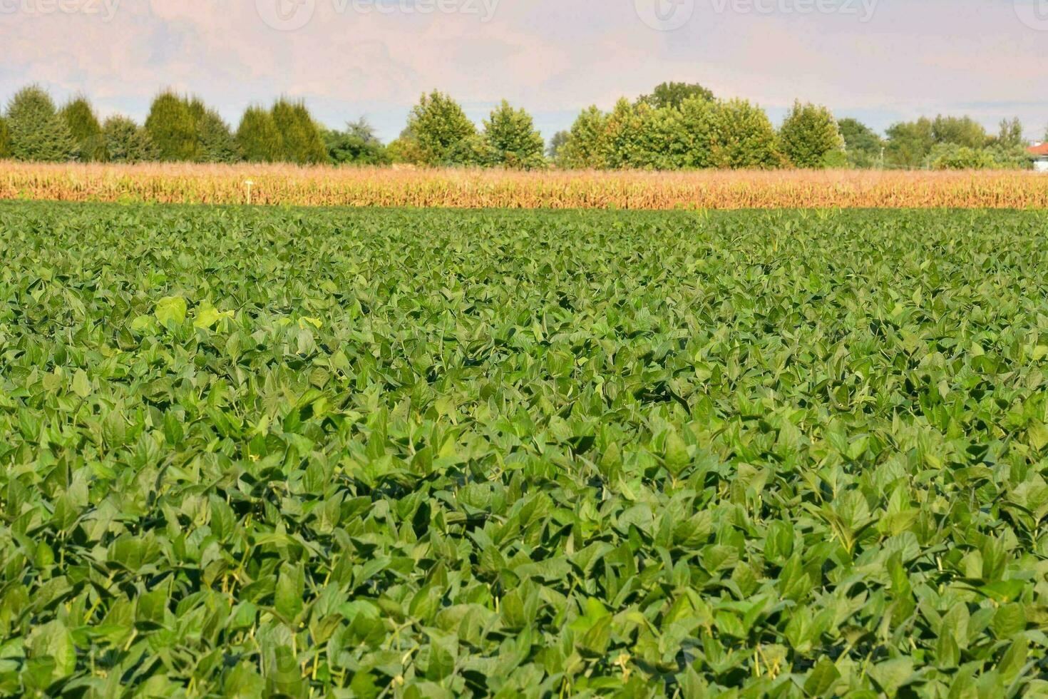 a field of green soybeans with a farm in the background photo
