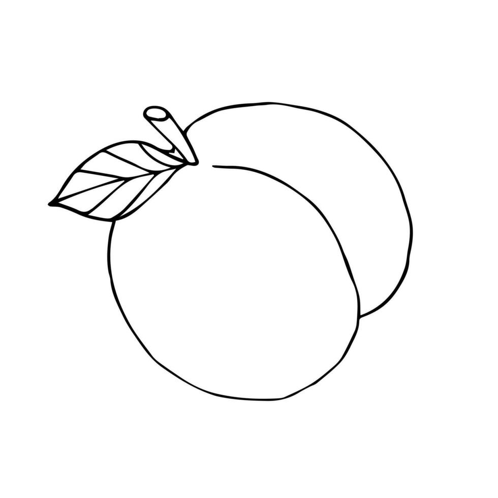 Vector hand drawn sketch doodle peach