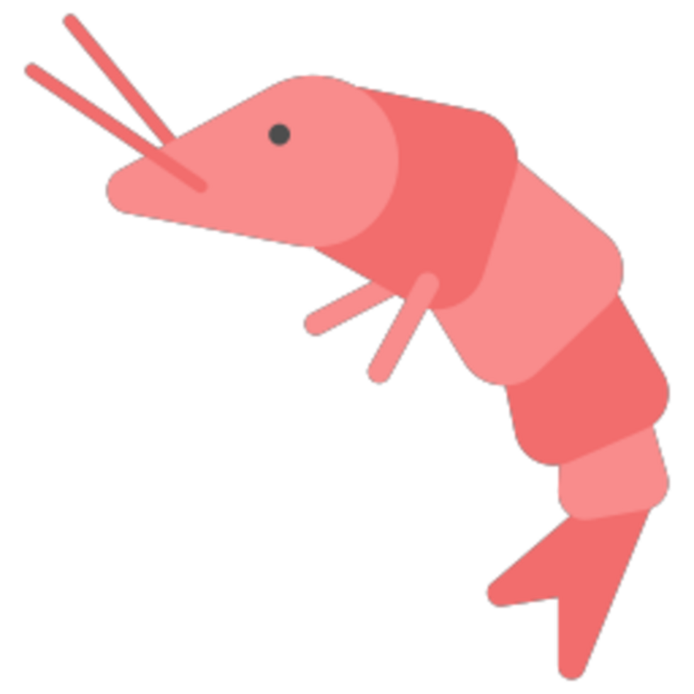 Shrimp illustration design png