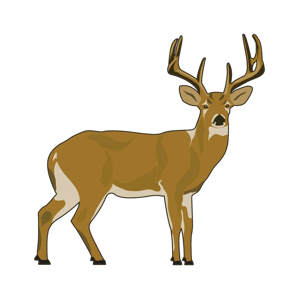 Wild Deer Vector Illustration