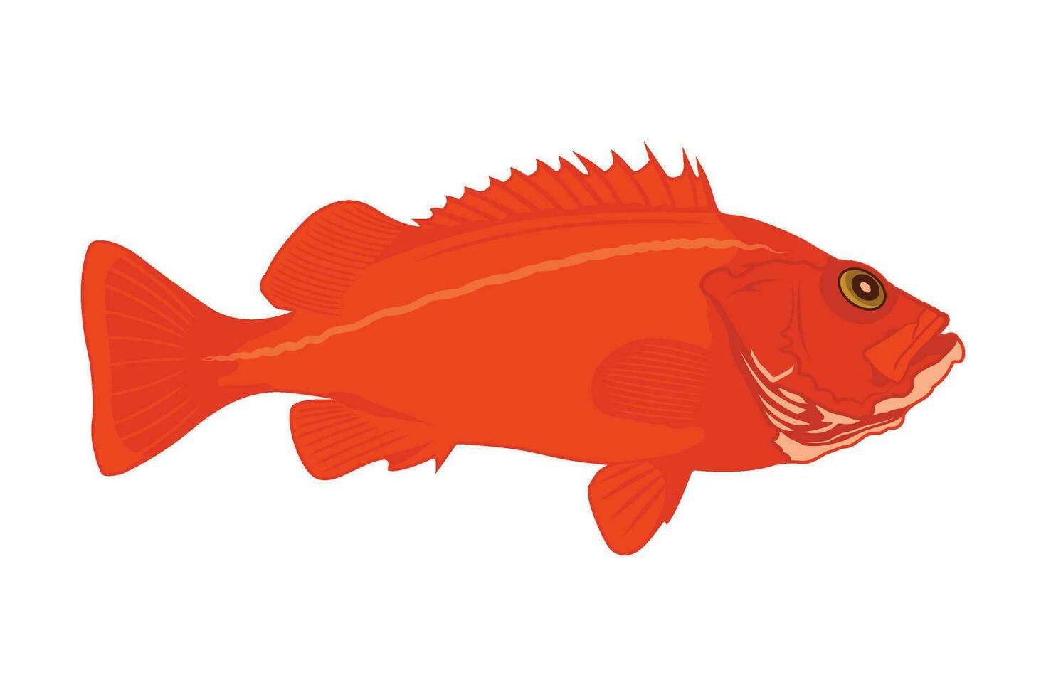 red fish on white background vector illustration