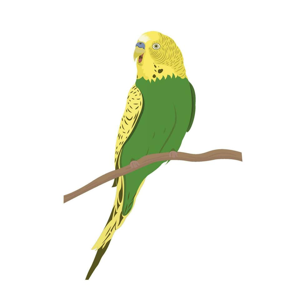 Budgie Parrot Sitting on Tree Branch Vector Illustration