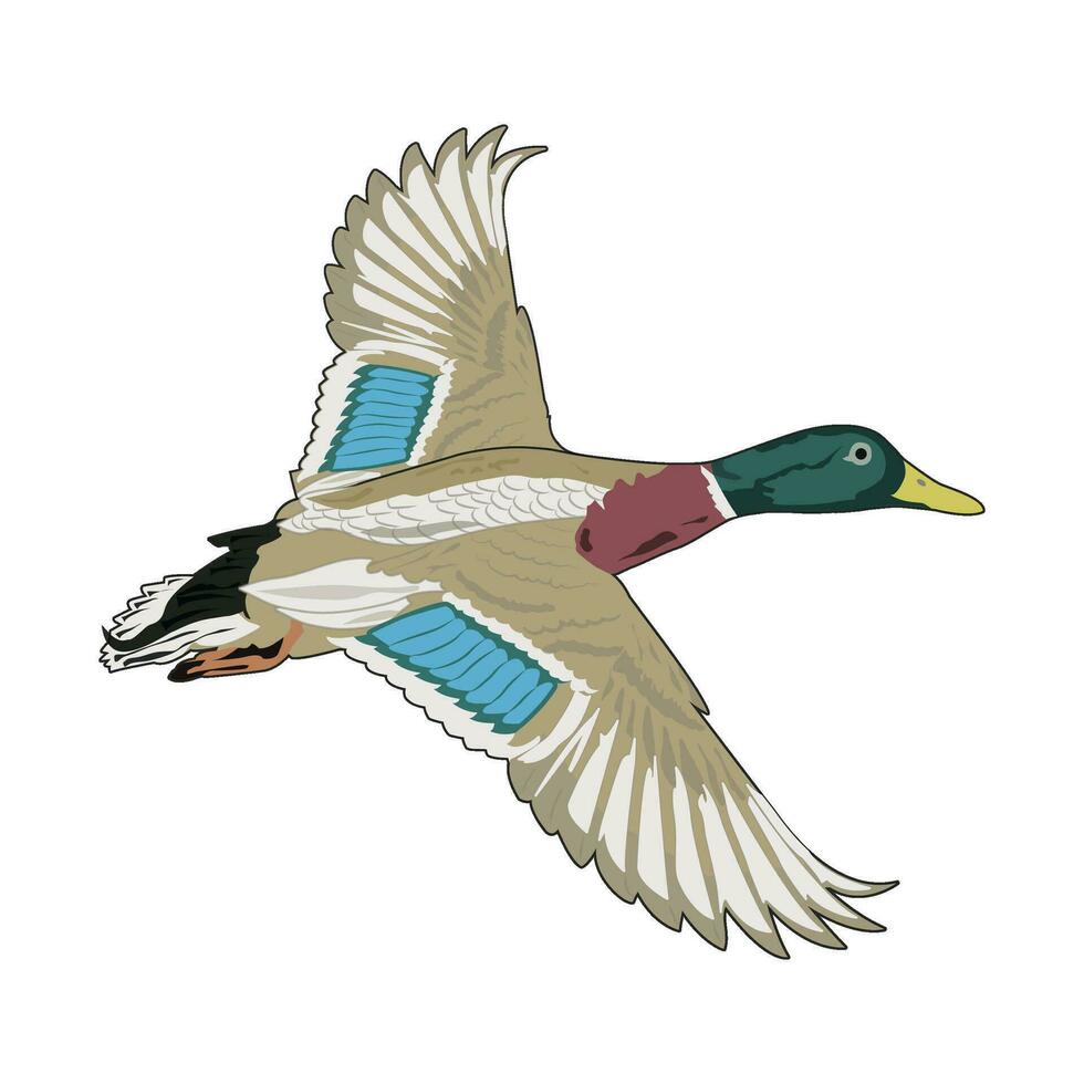 Flying Mallard Vector Illustration