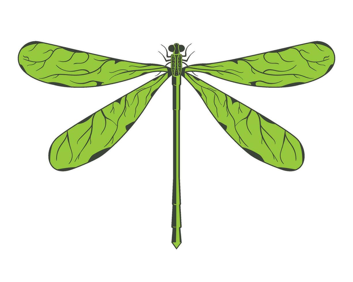 Dragon fly Vector Illustration EPS