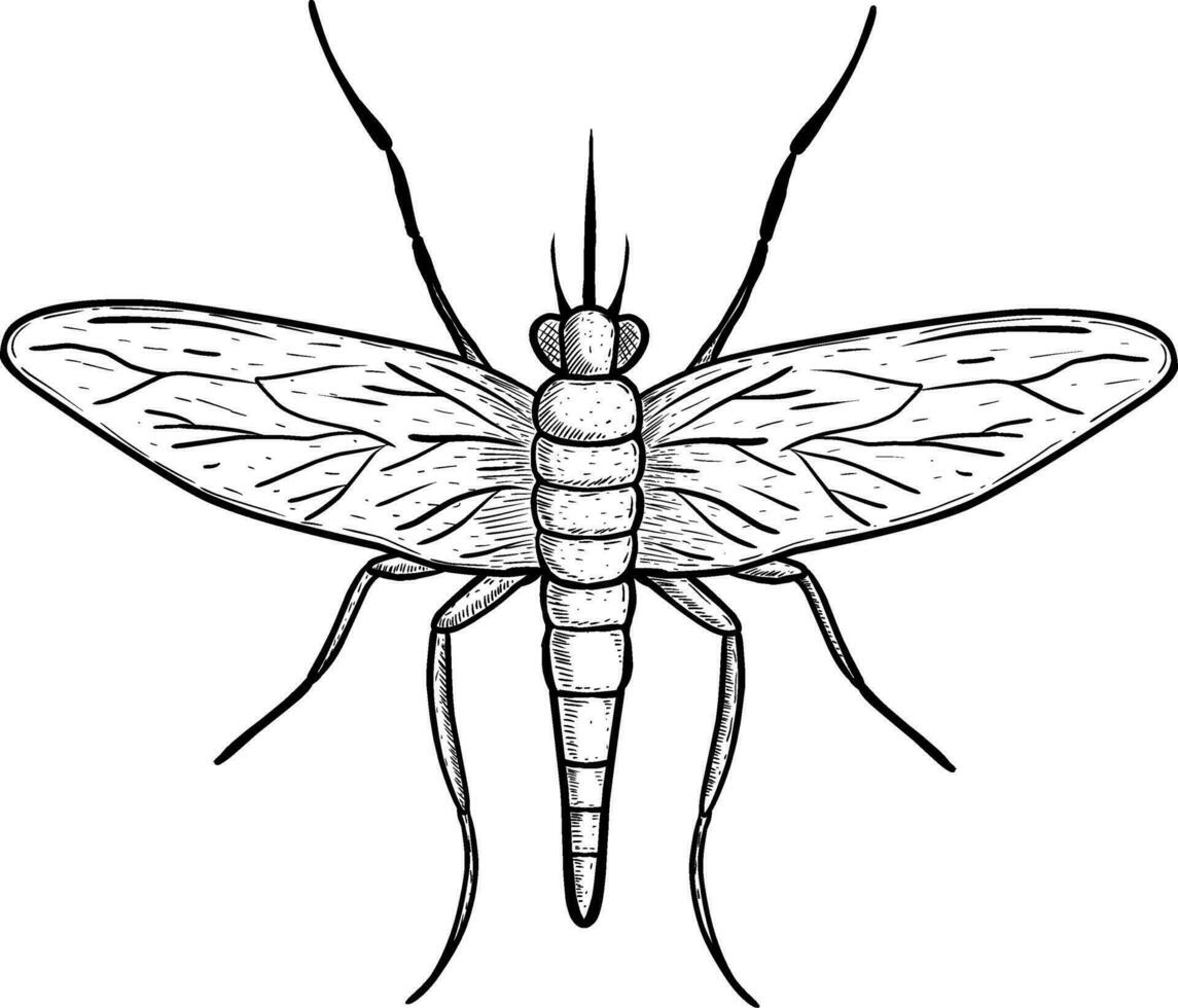sketch of mosquito insect animal on white vector