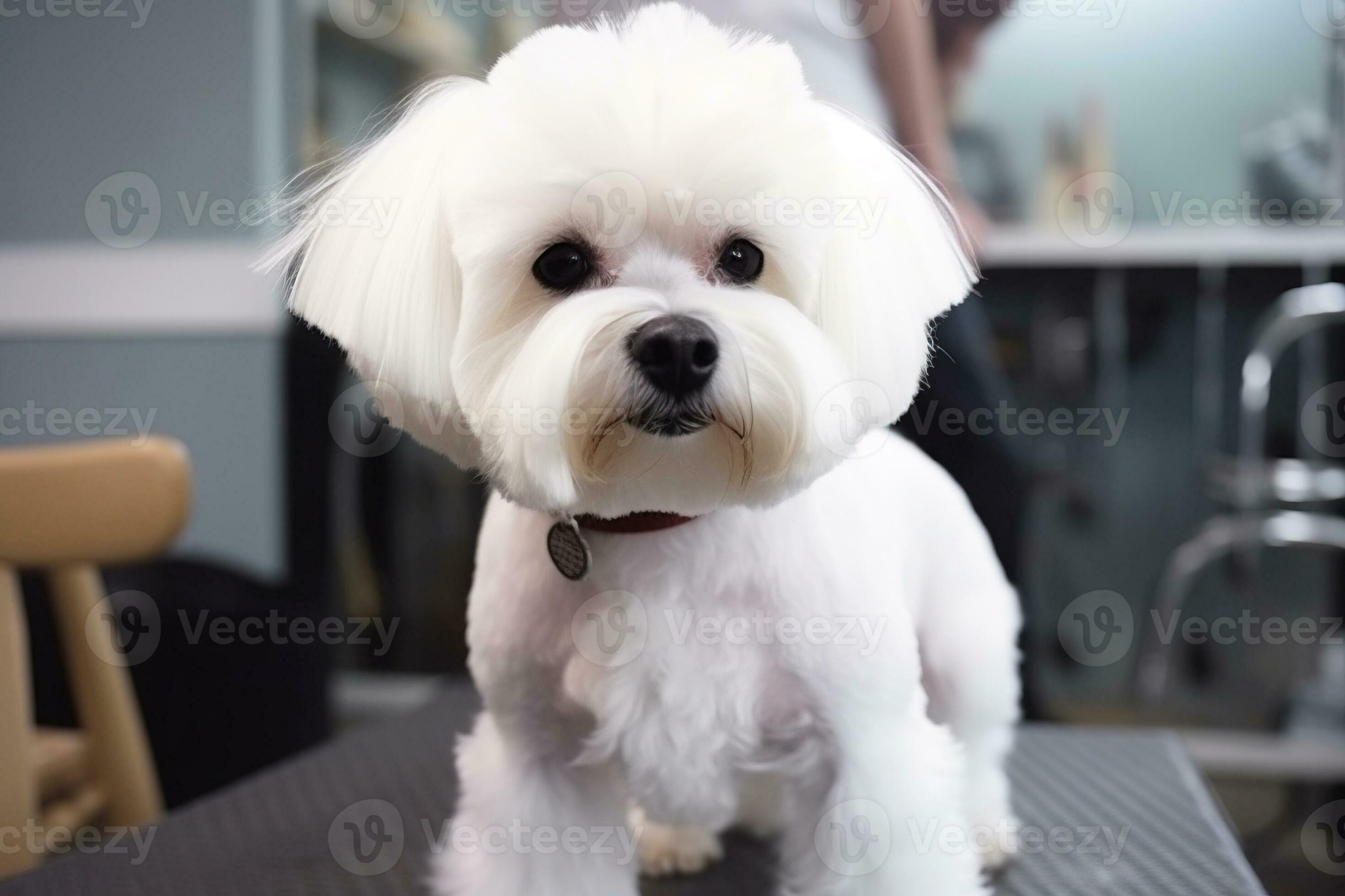 Little dog grooming sales
