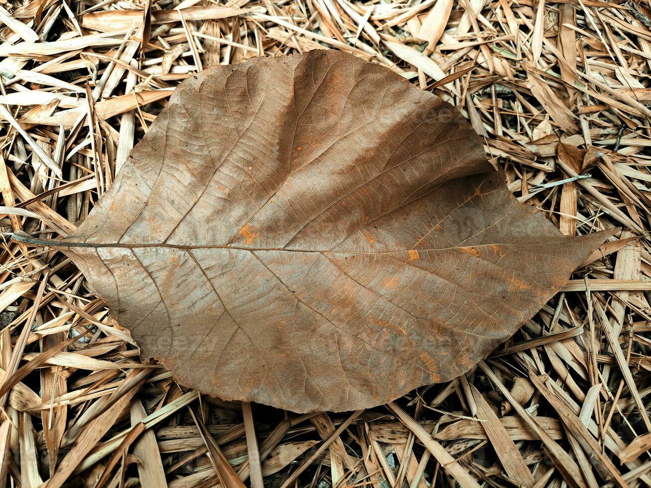 dry teak leaf on the stack of dry bamboo leaves that fall during the long dry season photo