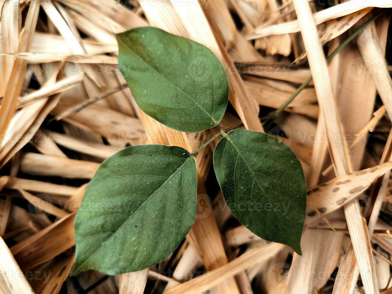 green leaves among dry bamboo leaves that fall during the long dry season photo