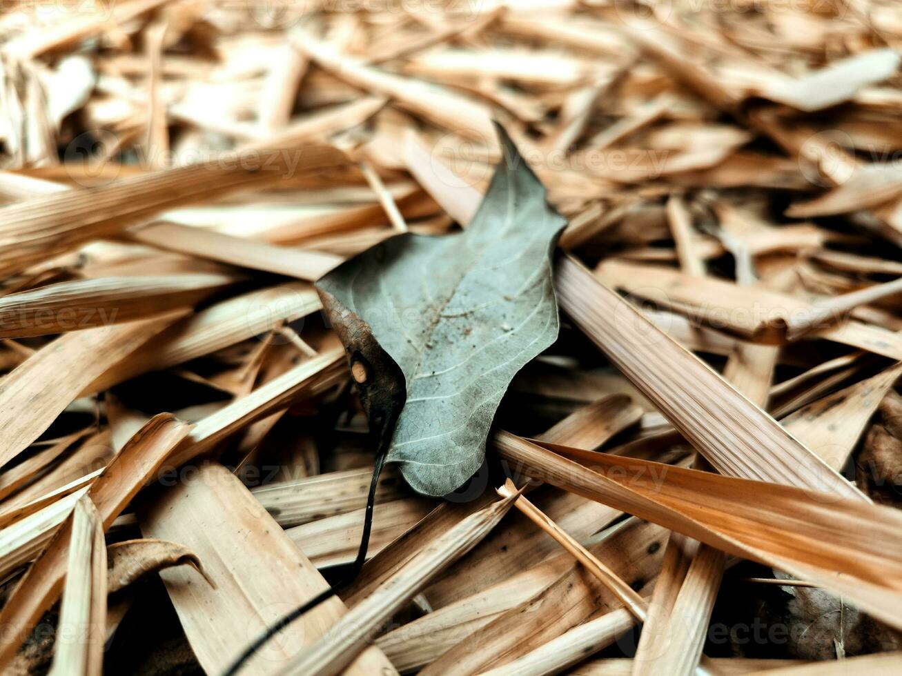 Dry green leaf among dry bamboo leaves that fall during the long dry season photo