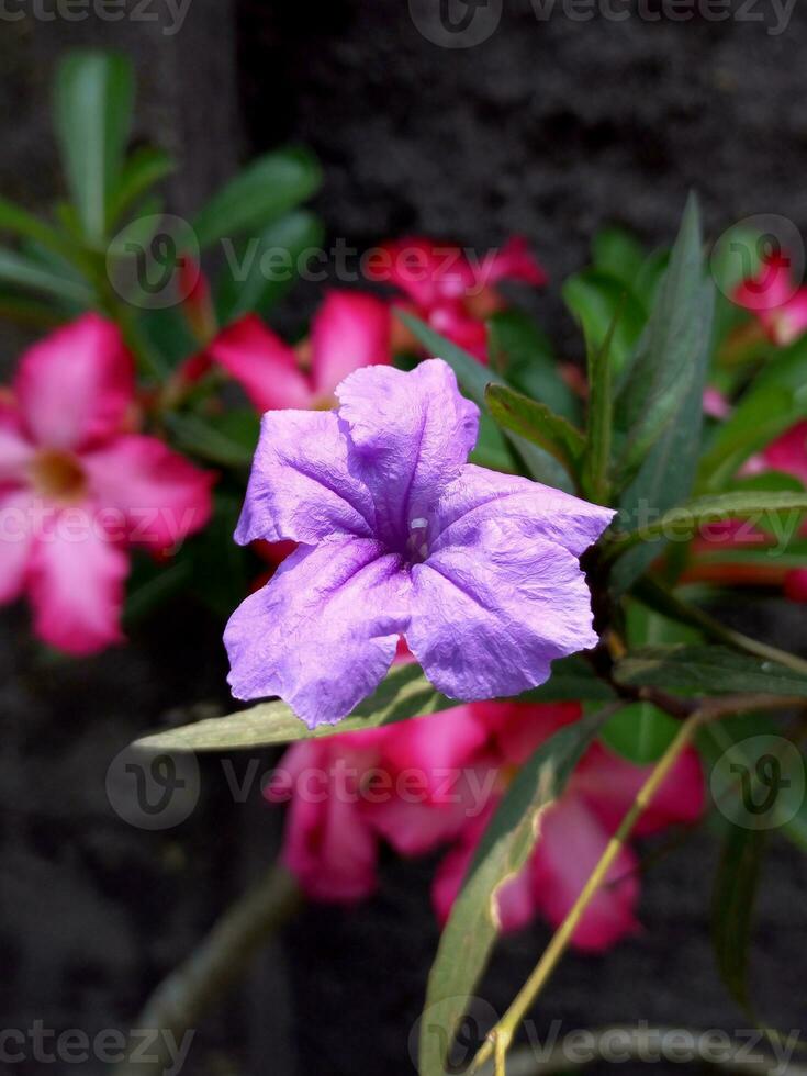 Minnieroot or Ruellia tuberosa flower, also known as Popping pod, Sheep potato, Fever root among the Adenium obesum multiflorum or Desert Rose flowers photo