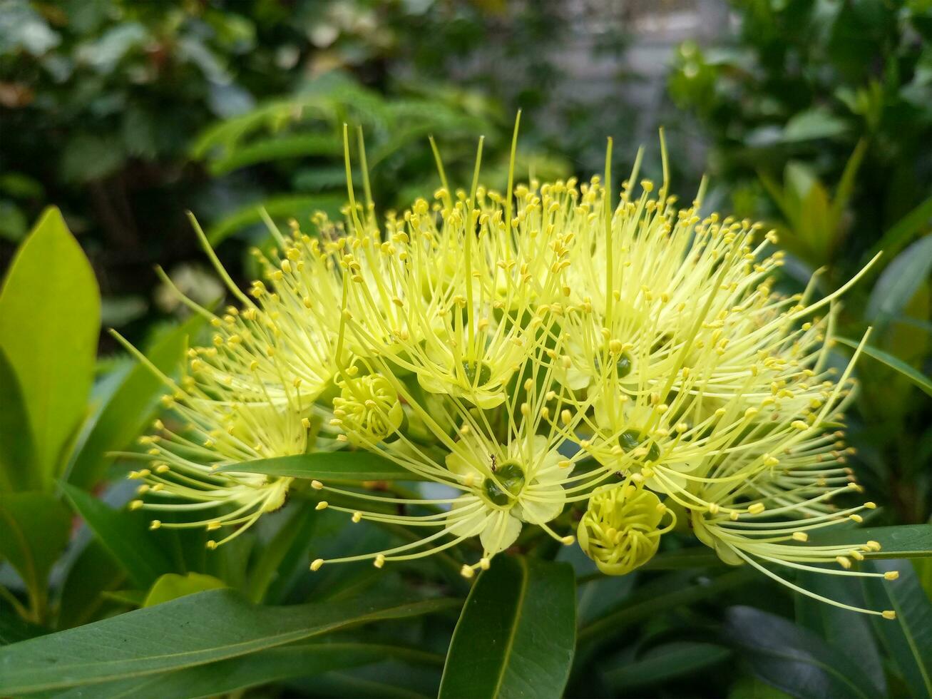 Golden Penda Flowersor Xanthostemon chrysanthus are blooming photo