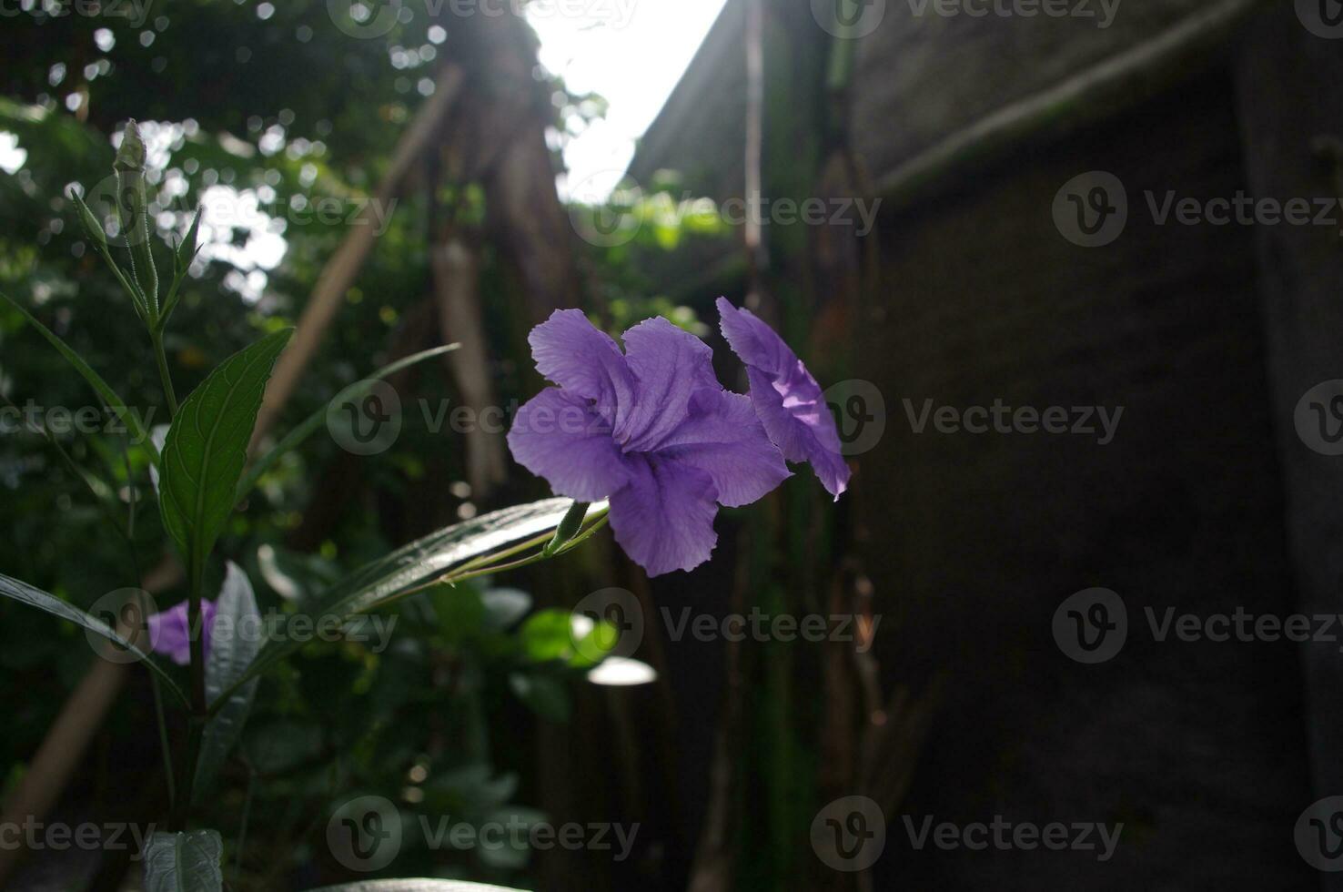 Ruellia tuberosa flowers also known as minnieroot, fever root, snapdragon root and sheep potato photo