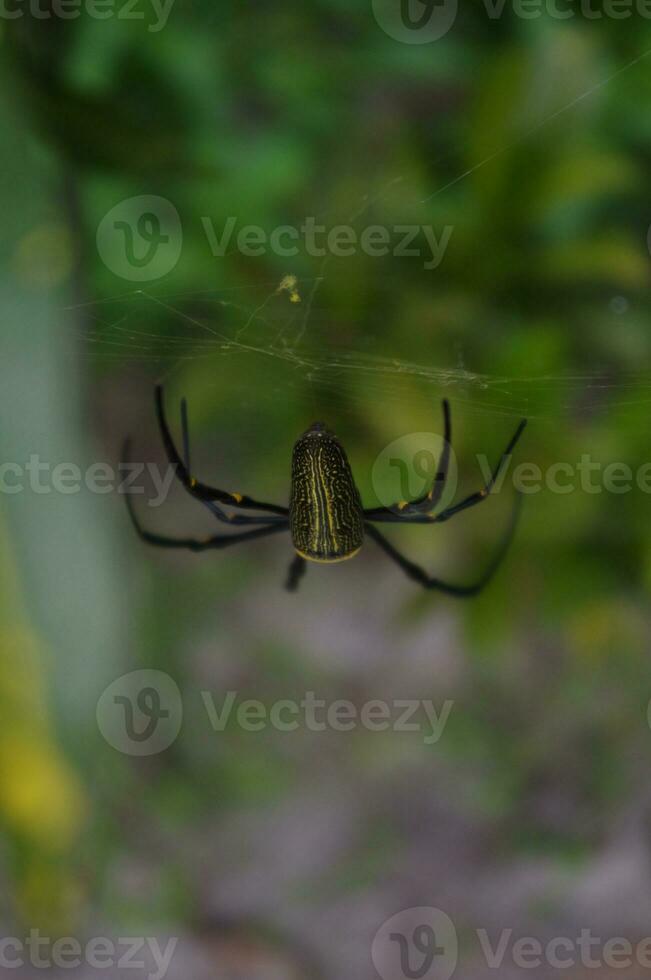 gigante madera araña o nephila pilipes macro foto en el patio interior