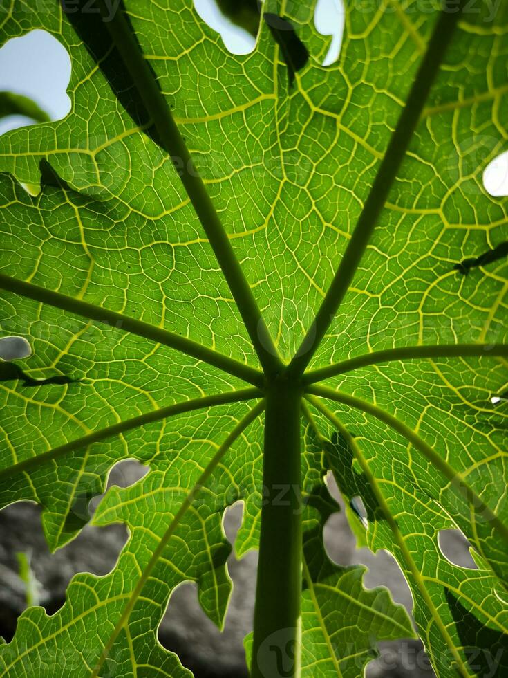 Green papaya leaves with a unique texture photo