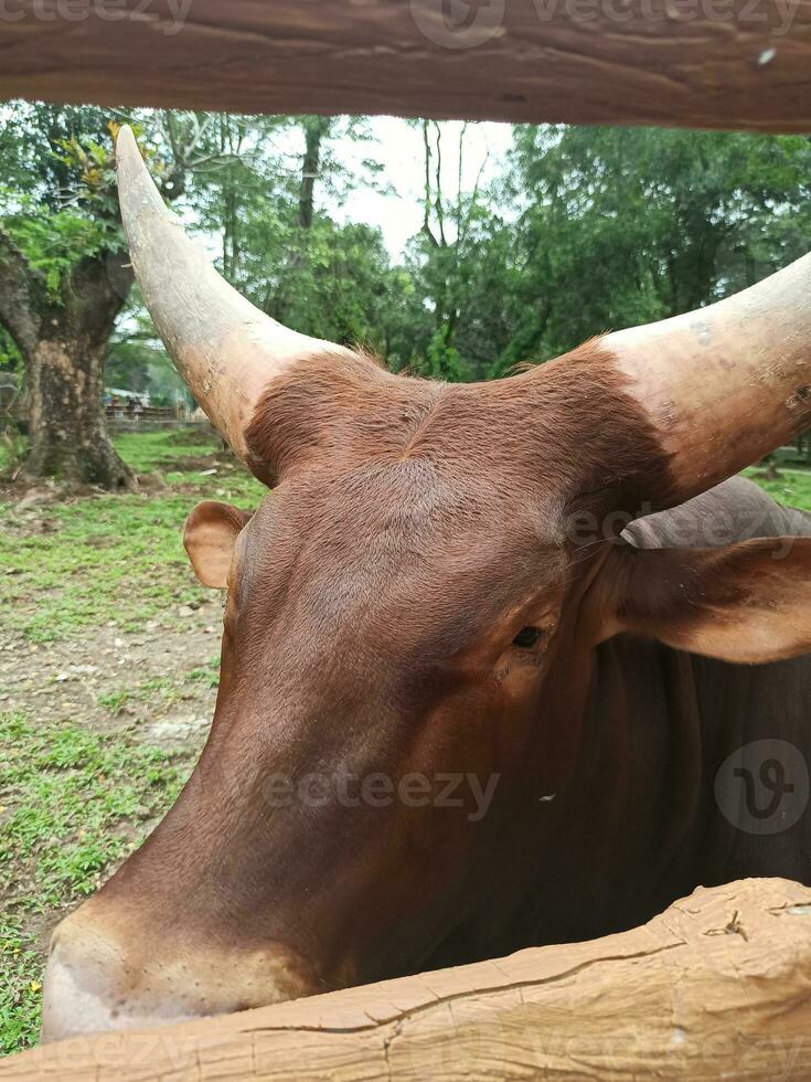 Ankole Longhorn Cattle or Bos Taurus Taurus watusi is an African cattle with very large horns photo