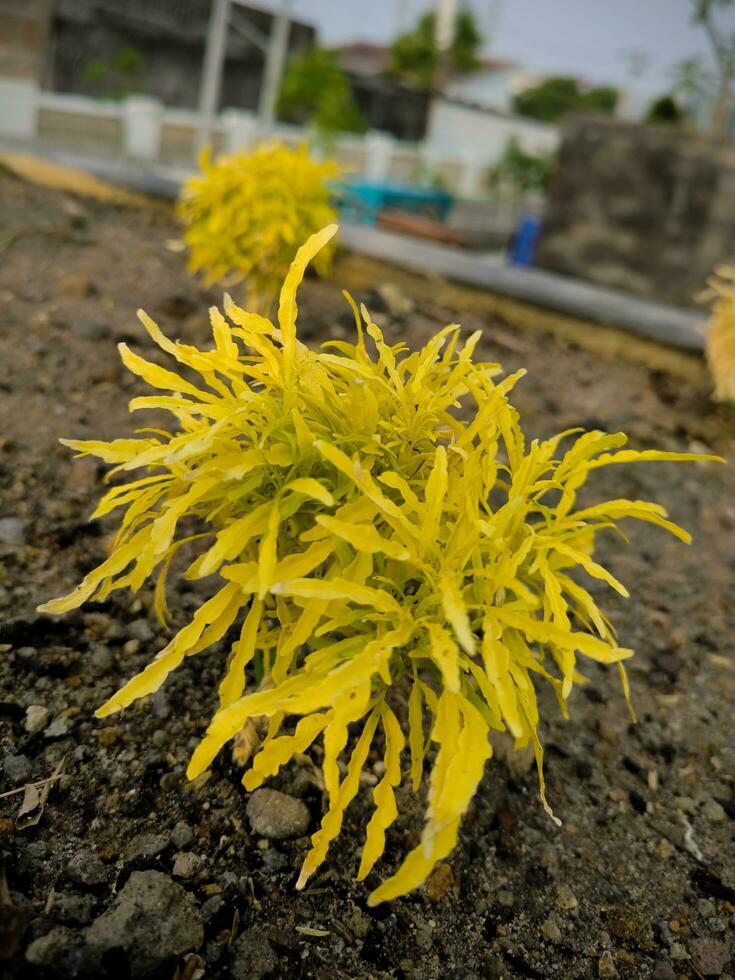 Euodia or Evodia or Aralia plant with its beautiful yellow leaves photo