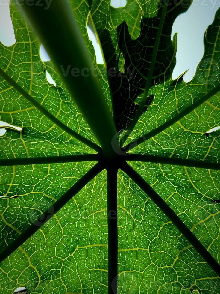 Green papaya leaves with a unique texture photo