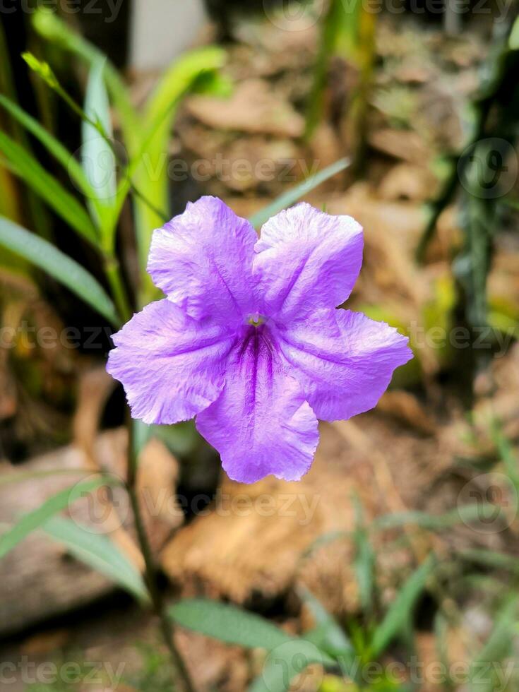 ruellia tuberosa flores además conocido como minnieroot, fiebre raíz, boca de dragón raíz y oveja patata foto