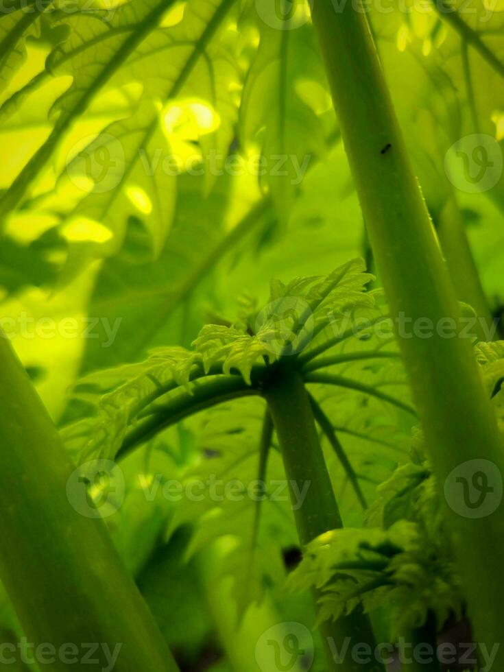 Green papaya leaves with a unique texture photo