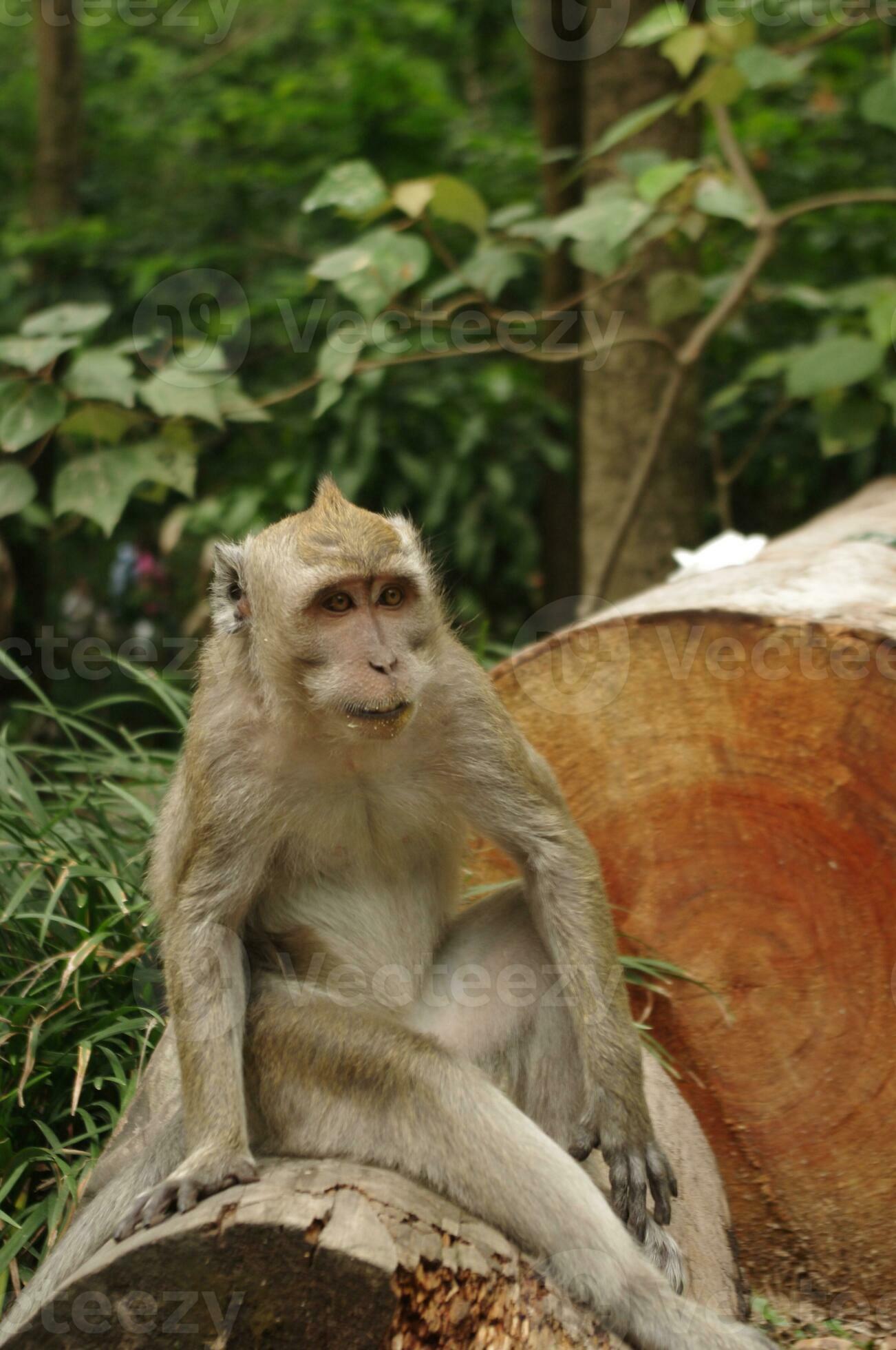 Longtailed monkey Macaca fascicularis are considered as pests for