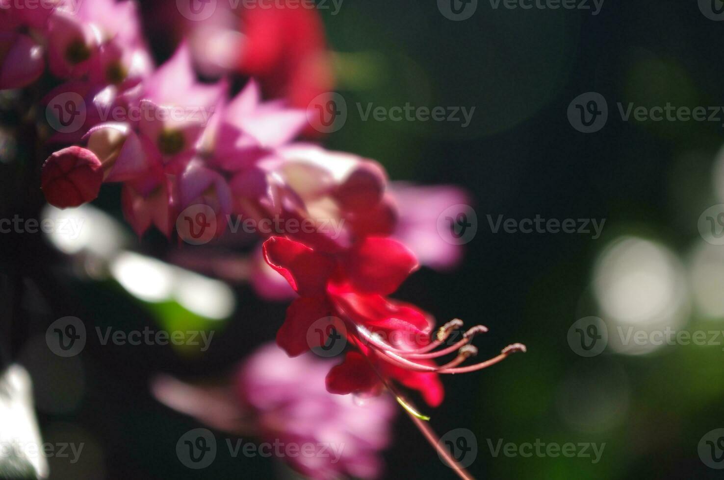 Beauty bush flower or Clerodendrum thomsoniae photo