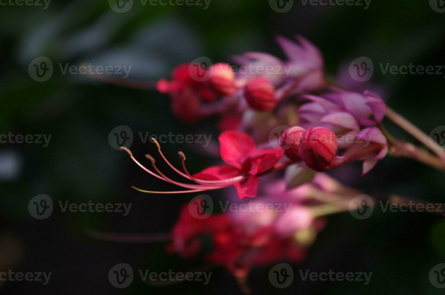 Beauty bush flower or Clerodendrum thomsoniae photo
