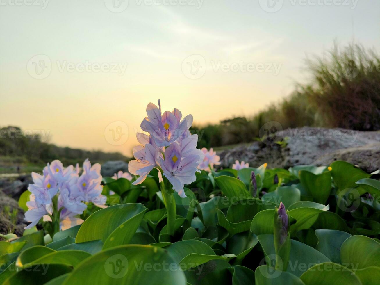 agua común jacinto o pontederia crassipes flores florecer en verano foto