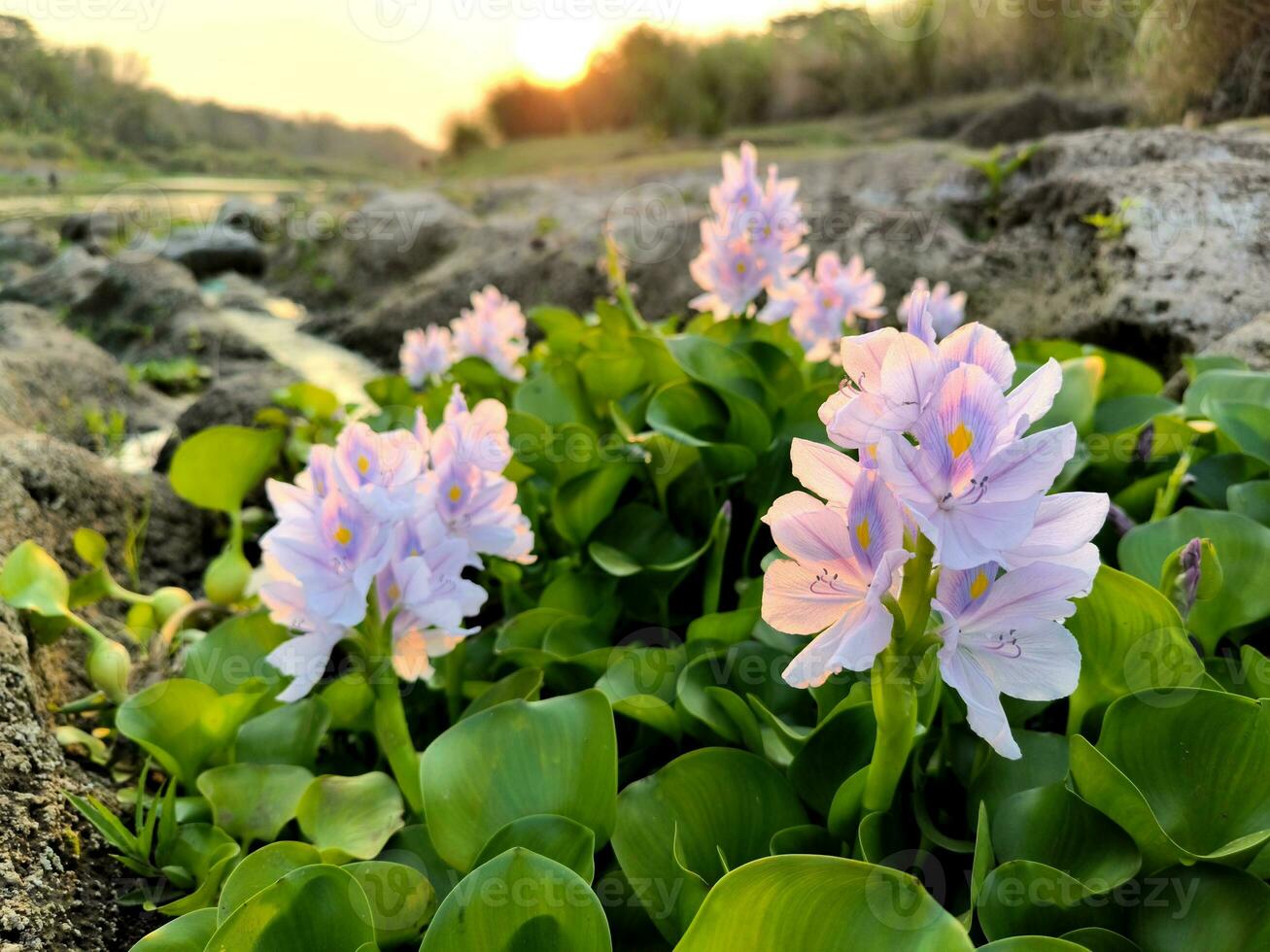 Water common hyacinth or  Pontederia crassipes flowers blossom on summer photo