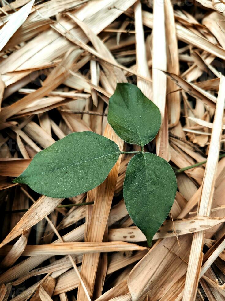 Green leaves among scattered dried bamboo leaves photo