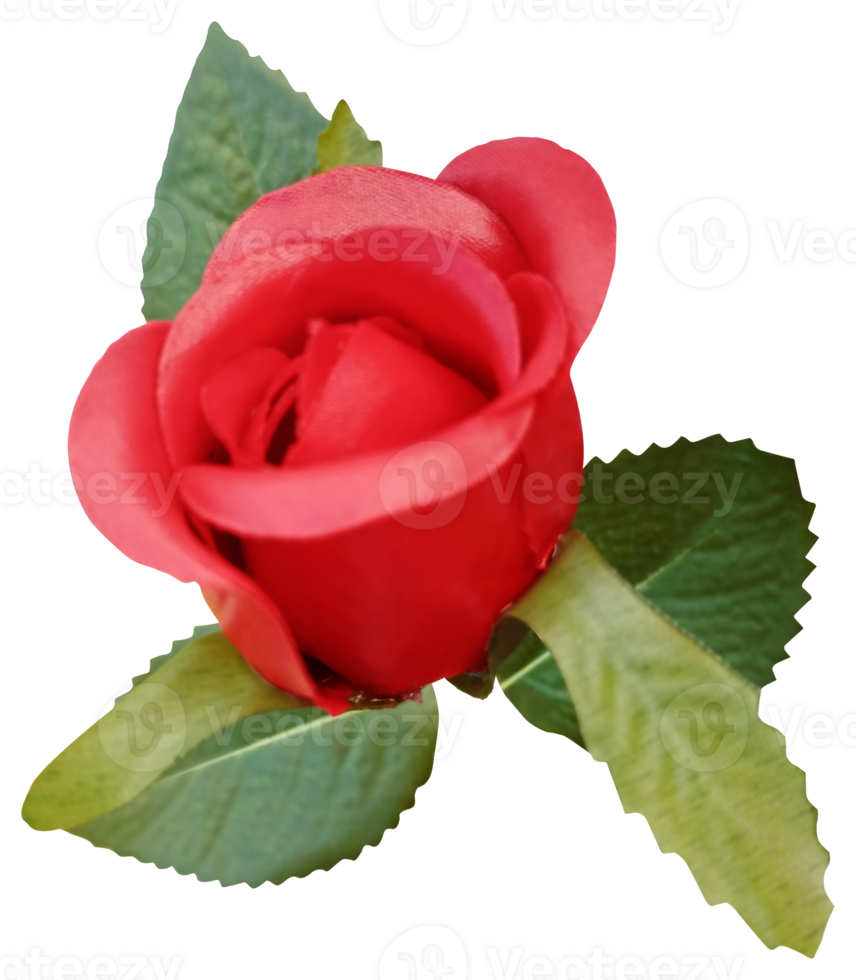 Beautiful red rose with leaves isolated. Pink flower png