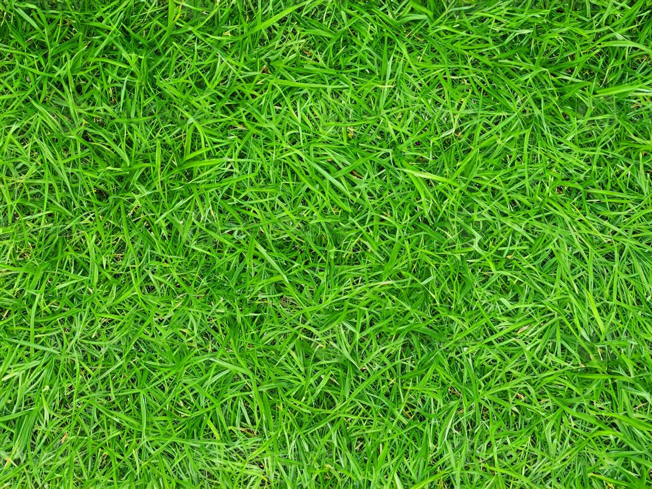 background from green grass texture photo