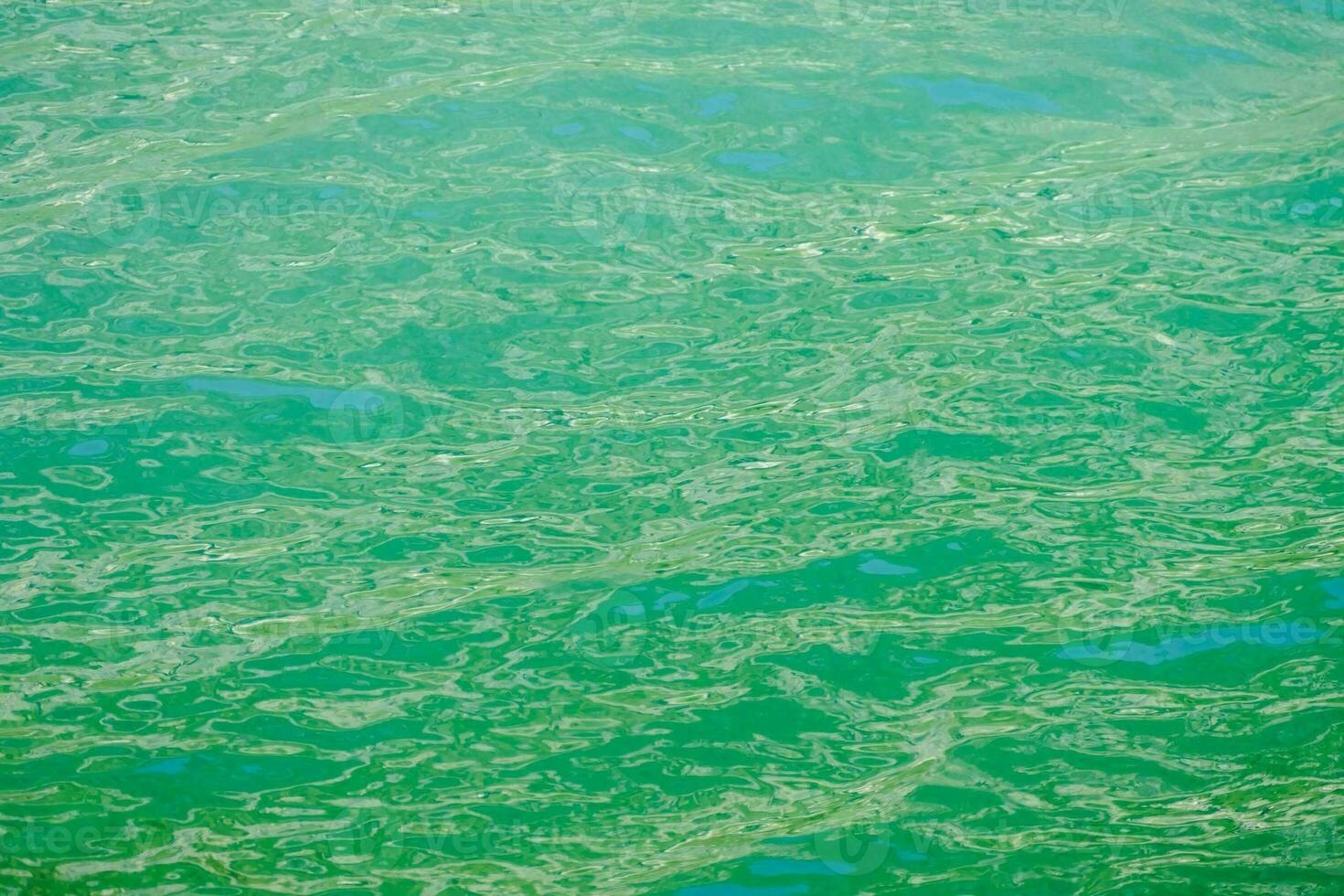 the water is green and has some algae on it photo