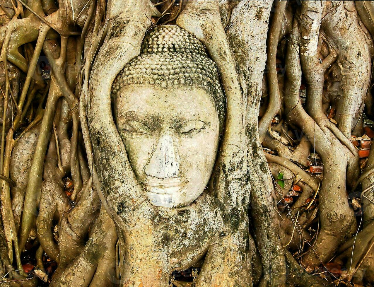 a buddha head is in the roots of a tree photo