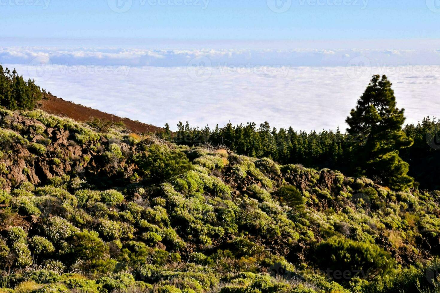 a view of the clouds from above the trees photo