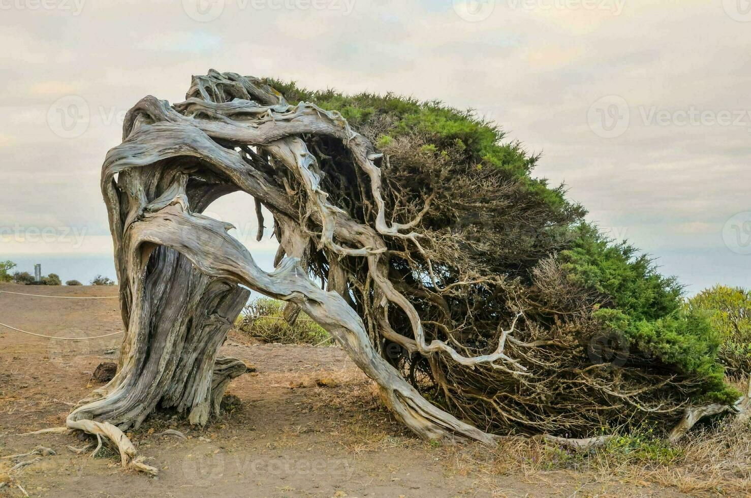 a tree that has been twisted by the wind photo