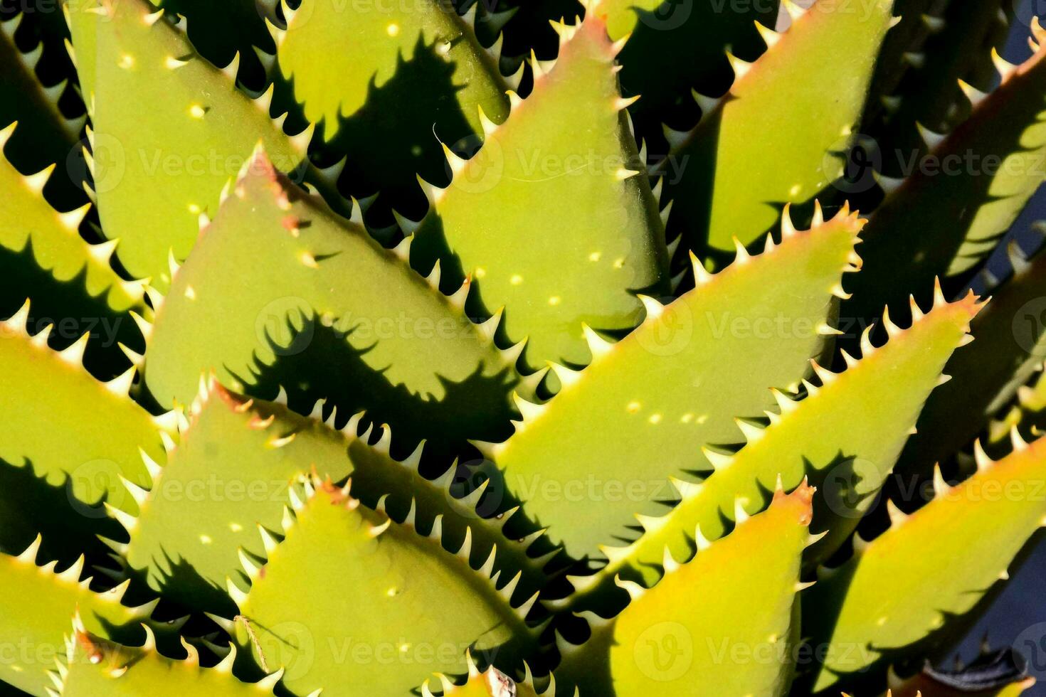 a close up of a green plant with sharp spines photo