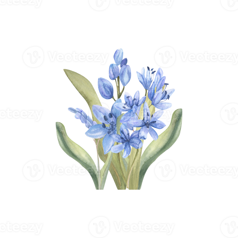 waterverf eerste voorjaar bloemen regeling. pale wijnoogst blauw bloemen met groen bladeren voor uitnodiging, etiket, embleem ontwerp. hand- getrokken delicaat lila bloemen png