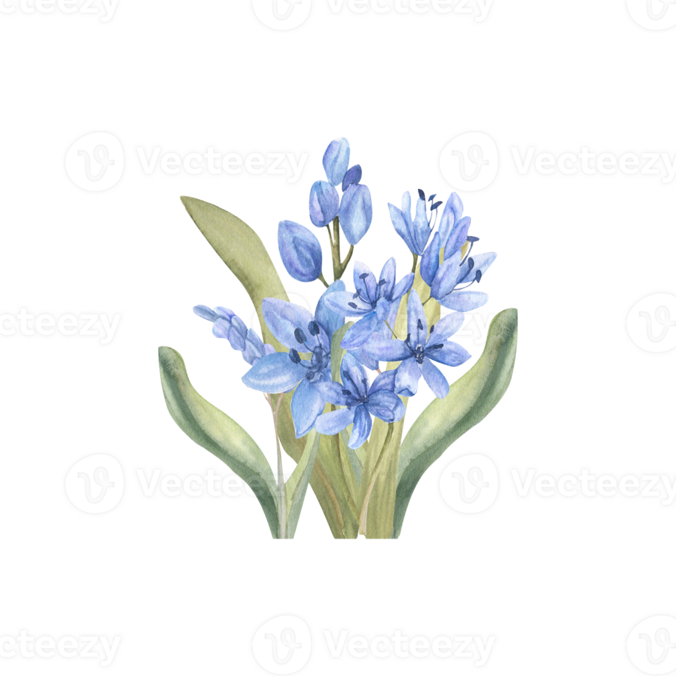 Watercolor first spring flowers arrangement. Pale vintage blue flowers with green leaves for invitation, label,logo design. Hand drawn   delicate lilac flowers png