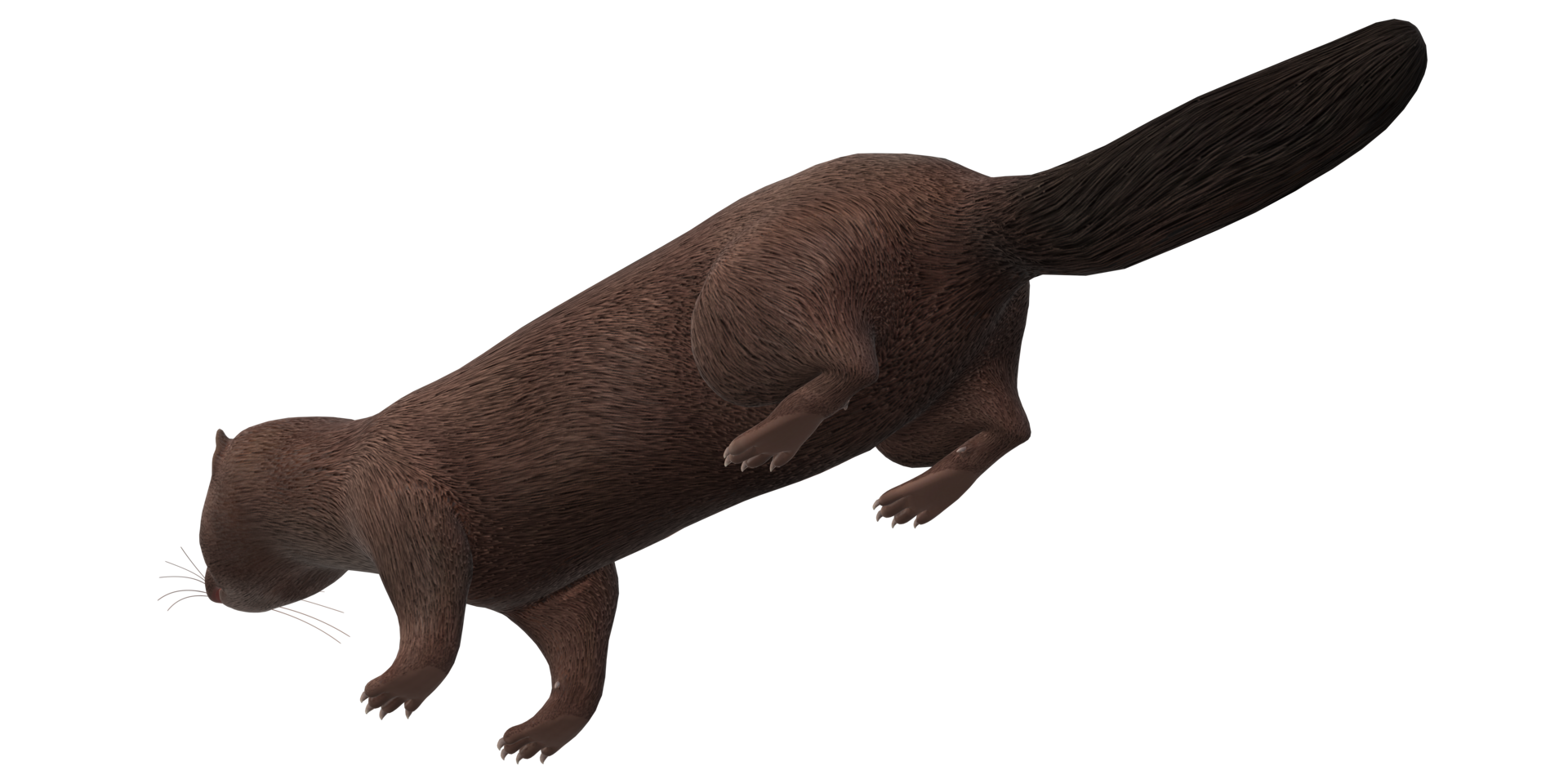 Mink isolated on a Transparent Background png