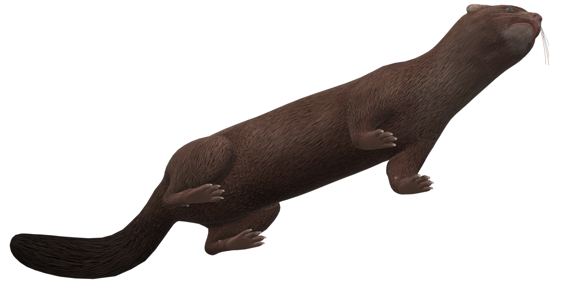 Mink isolated on a Transparent Background png