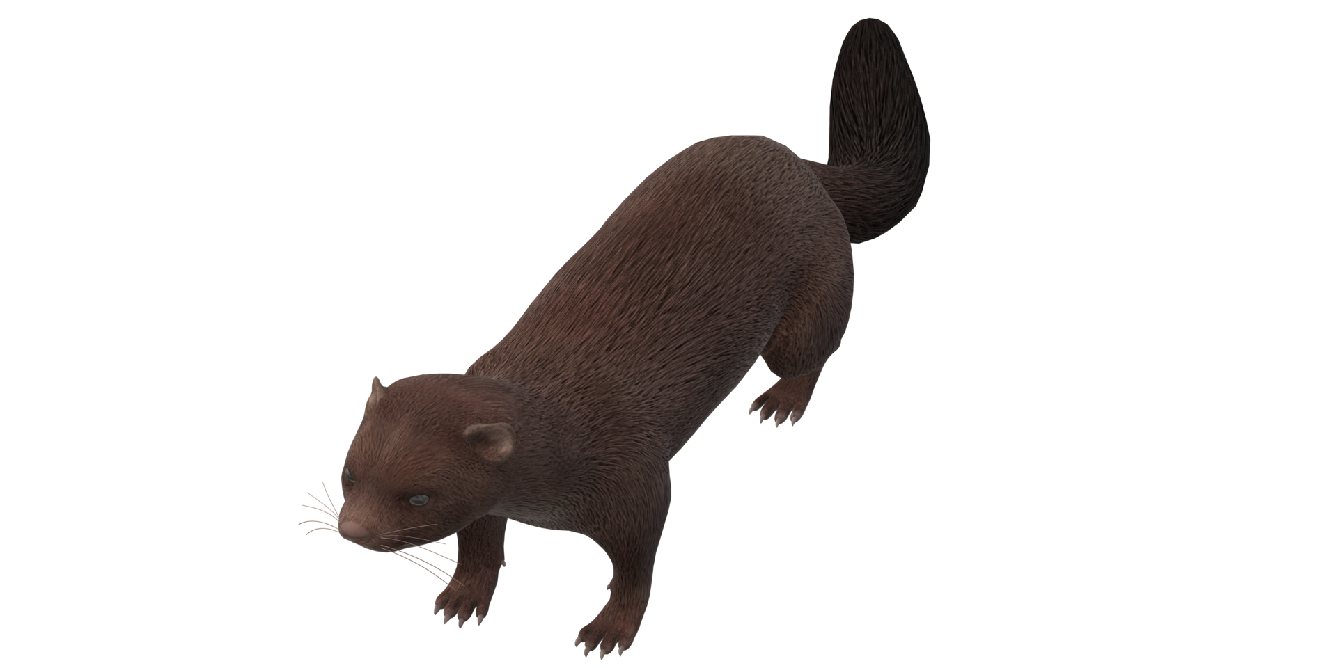 Mink isolated on a Transparent Background png